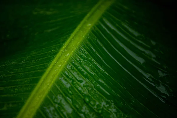 Folhas Banana Macro Tiroteio Uma Folha Palma Banana — Fotografia de Stock