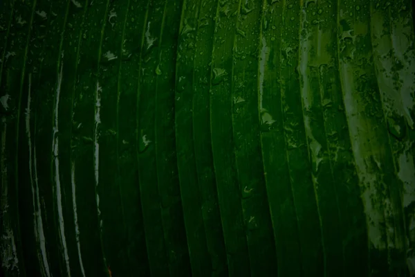 バナナの葉 バナナの葉のマクロ撮影 — ストック写真