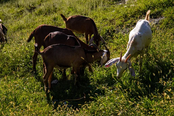 Goats Farm Mountain Village Mountain Goats Farming Mountains Goats Mountains — Stock Photo, Image