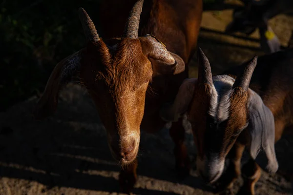 Ziegen Auf Dem Bauernhof Einem Bergdorf Bergziegen Landwirtschaft Den Bergen — Stockfoto