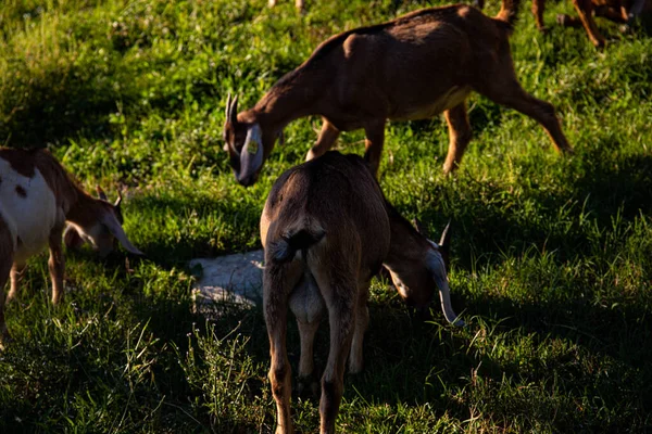 Capre Fermă Într Sat Munte Capre Munte Agricultură Munţi Caprele — Fotografie, imagine de stoc