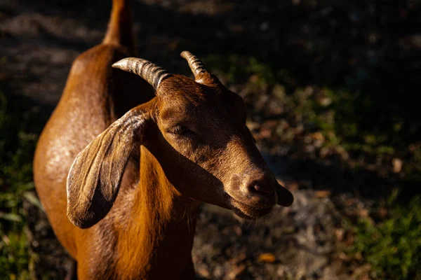 Ziegen Auf Dem Bauernhof Einem Bergdorf Bergziegen Landwirtschaft Den Bergen — Stockfoto