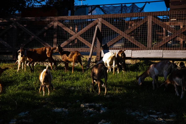 Chèvres Ferme Dans Village Montagne Chèvres Montagne Agriculture Montagne Chèvres — Photo