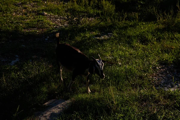 Kozy Farmě Horské Vesnici Horské Kozy Farmaření Horách Kozy Horách — Stock fotografie