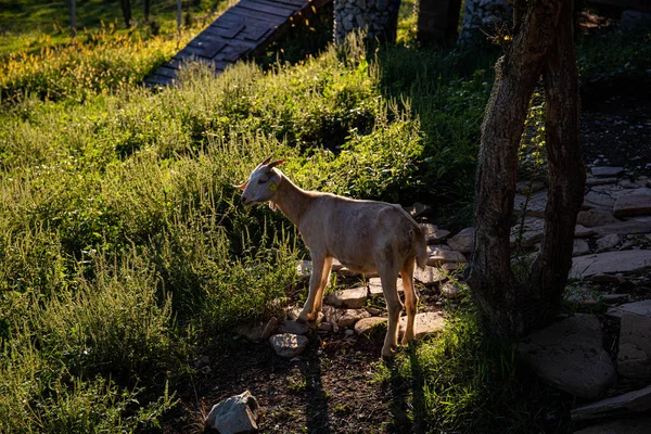 山村里的农场里的山羊 山羊座在山上耕作 山里的山羊是天然的产品 — 图库照片