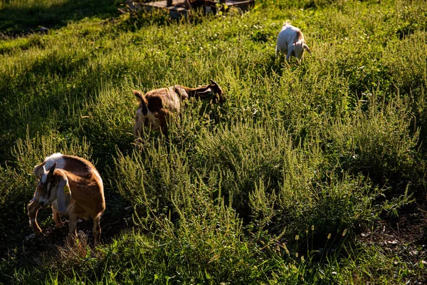 Kozy Farmě Horské Vesnici Horské Kozy Farmaření Horách Kozy Horách — Stock fotografie