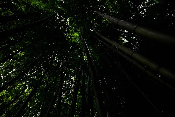 Bosque Bambú Cubierto Bombuka Verde Naturaleza Cielo Visible Través Las — Foto de Stock