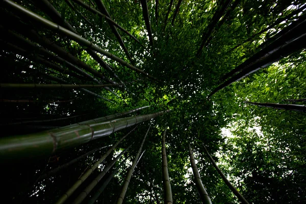 Forêt Bambous Envahie Par Bombuka Verdure Est Nature Ciel Est — Photo