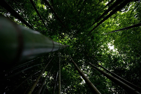 Bosque Bambú Cubierto Bombuka Verde Naturaleza Cielo Visible Través Las —  Fotos de Stock