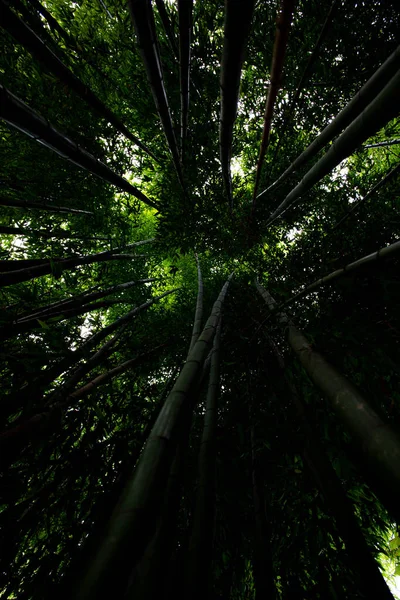 Bambuswald Überwuchert Mit Bombuka Grün Ist Natur Der Himmel Ist — Stockfoto