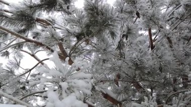 Yavaş çekimde karla kaplı ladin dalları. Doğa, kar yağdırıyor. Doğanın güzelliği. Yeşillik, köknar ağacı.