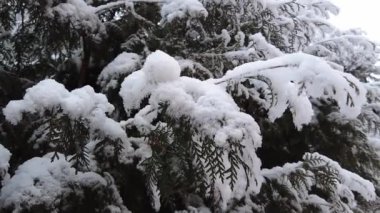 Yavaş çekimde karla kaplı ladin dalları. Doğa, kar yağdırıyor. Doğanın güzelliği. Yeşillik, köknar ağacı.