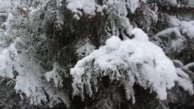 Yavaş çekimde karla kaplı ladin dalları. Doğa, kar yağdırıyor. Doğanın güzelliği. Yeşillik, köknar ağacı.