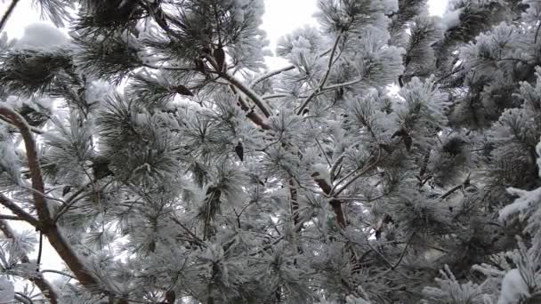 Spruce Branches Strewn Snow Slow Nature Shooting Snow Winter Beauty — Stock Video