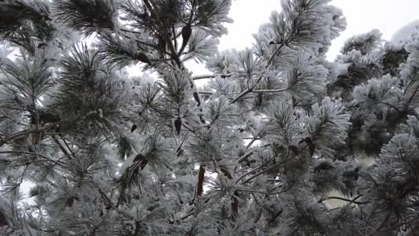 云杉枝条上撒满了雪 缓缓飘扬 大自然的拍摄雪地冬天的美丽大自然的绿树成荫树上的雪 — 图库视频影像