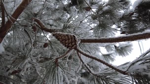 Sparren Takken Bezaaid Met Sneeuw Slow Natuur Schieten Sneeuw Winter — Stockvideo