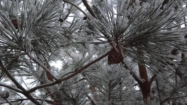 云杉枝条上撒满了雪 缓缓飘扬 大自然的拍摄雪地冬天的美丽大自然的绿树成荫树上的雪 — 图库视频影像