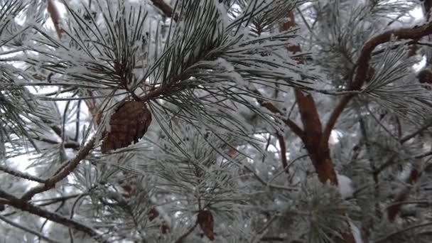 Sparren Takken Bezaaid Met Sneeuw Slow Natuur Schieten Sneeuw Winter — Stockvideo