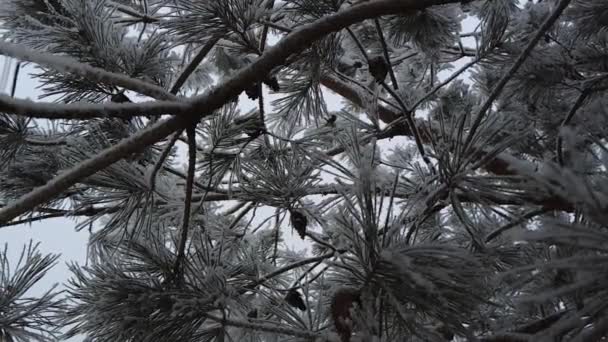 Grangrenar Beströdda Med Snö Slow Natur Skytte Snö Vinter Skönhet — Stockvideo