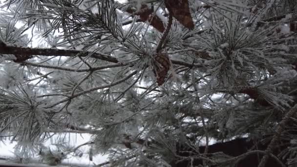 Еловые Ветви Усыпанные Снегом Медленном Темпе Природа Расстреливает Снег Зимняя — стоковое видео