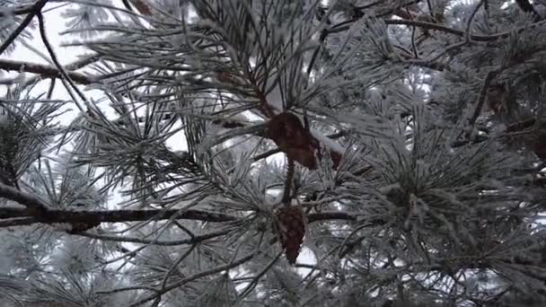 Еловые Ветви Усыпанные Снегом Медленном Темпе Природа Расстреливает Снег Зимняя — стоковое видео