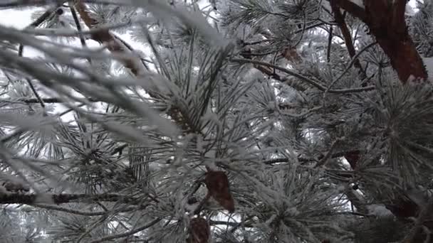 Sparren Takken Bezaaid Met Sneeuw Slow Natuur Schieten Sneeuw Winter — Stockvideo