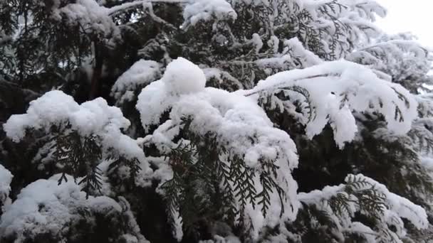 云杉枝条上撒满了雪 缓缓飘扬 大自然的拍摄雪地冬天的美丽大自然的绿树成荫树上的雪 — 图库视频影像