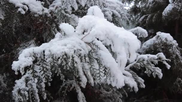 ゆっくりと雪が積もるスプルースの枝 自然の撮影雪の冬の自然の美しさ緑のモミの木の雪 — ストック動画