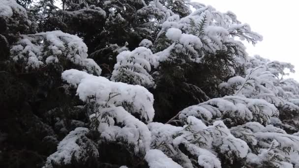 Ramas Abeto Esparcidas Con Nieve Lento Naturaleza Tiro Nieve Invierno — Vídeos de Stock