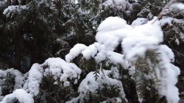 ゆっくりと雪が積もるスプルースの枝 自然の撮影雪の冬の自然の美しさ緑のモミの木の雪 — ストック動画