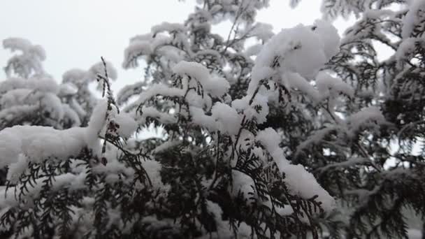 Grangrenar Beströdda Med Snö Slow Natur Skytte Snö Vinter Skönhet — Stockvideo