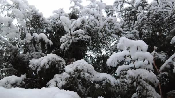 Sparren Takken Bezaaid Met Sneeuw Slow Natuur Schieten Sneeuw Winter — Stockvideo