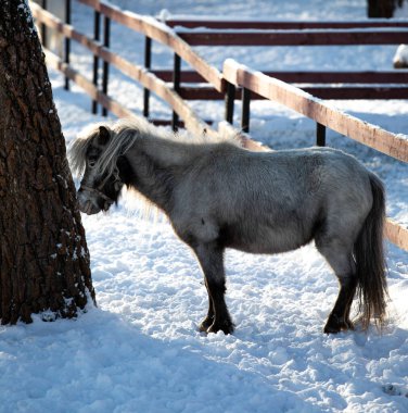 Orshadi 'nin güzel küçük midillileri karda bir çayırda duruyorlar. Kış atları kışın özel giysiler içinde küçük atları ahıra koyarlar. güneşli bir gün