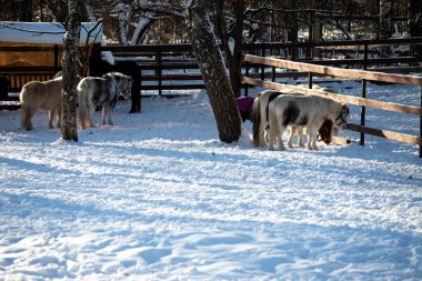 Orshadi 'nin güzel küçük midillileri karda bir çayırda duruyorlar. Kış atları kışın özel giysiler içinde küçük atları ahıra koyarlar. güneşli bir gün