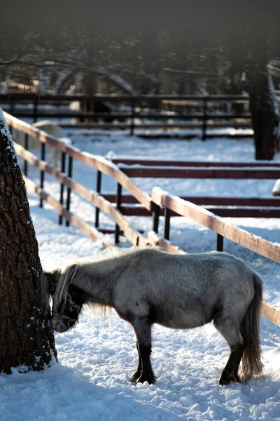 Orshadi\'s beautiful little ponies are standing in a paddock in the snow. winter nature horses stable small horses in winter in special clothes. sunny day