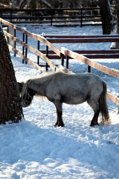Orshadiho Krásní Koníčci Stojí Ohradě Sněhu Zimní Příroda Koně Stabilizovat — Stock fotografie