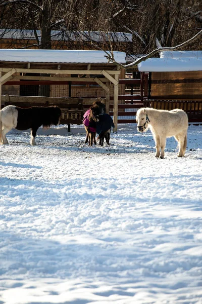 Orshadi\'s beautiful little ponies are standing in a paddock in the snow. winter nature horses stable small horses in winter in special clothes. sunny day