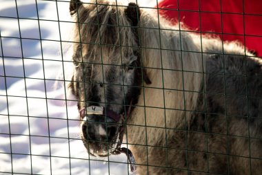 Orshadi 'nin güzel küçük midillileri karda bir çayırda duruyorlar. Kış atları kışın özel giysiler içinde küçük atları ahıra koyarlar. güneşli bir gün
