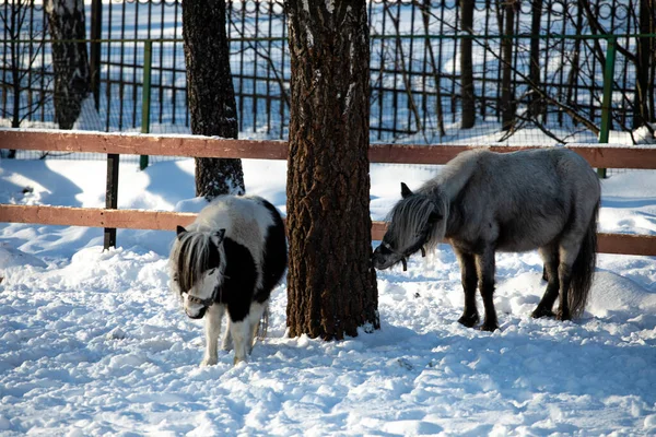 Orshadi\'s beautiful little ponies are standing in a paddock in the snow. winter nature horses stable small horses in winter in special clothes. sunny day