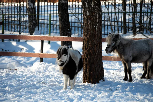 Orshadi's beautiful little ponies are standing in a paddock in the snow. winter nature horses stable small horses in winter in special clothes. sunny day