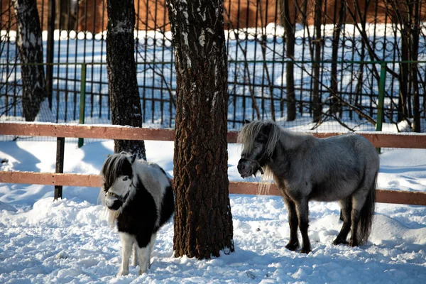 Les Beaux Petits Poneys Orshadi Sont Debout Dans Enclos Dans — Photo