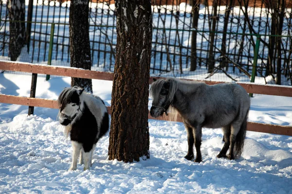 Les Beaux Petits Poneys Orshadi Sont Debout Dans Enclos Dans — Photo