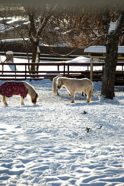 Belos Pôneis Orshadi Estão Uma Doca Neve Cavalos Natureza Inverno — Fotografia de Stock