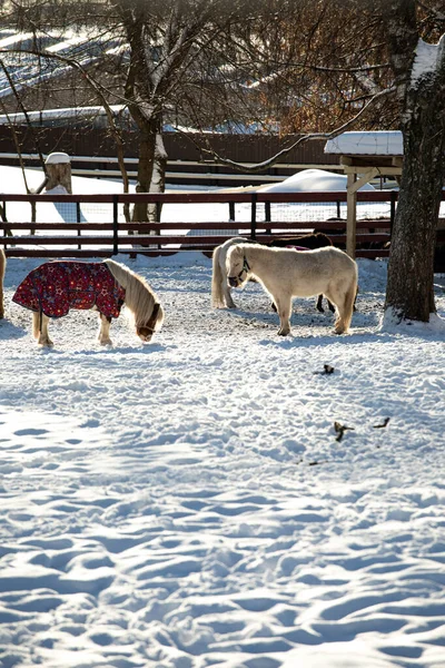 Orshadi\'s beautiful little ponies are standing in a paddock in the snow. winter nature horses stable small horses in winter in special clothes. sunny day