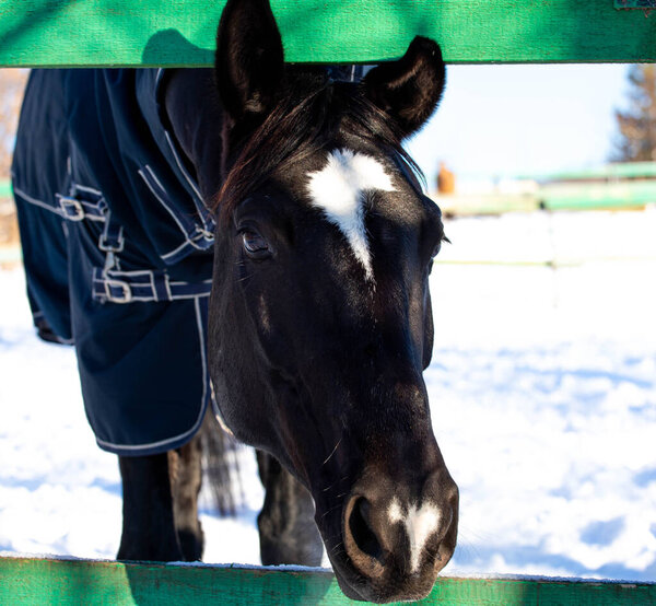 big beautiful horses in the paddock. horses close-up horses in nature stable blue sky sunny day beauty animals agriculture winter snow