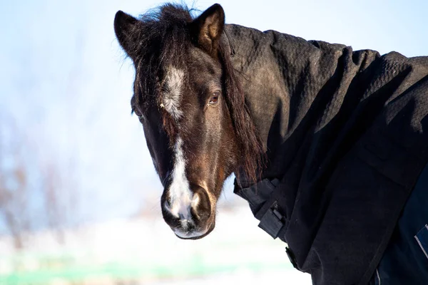 パドックの美しい馬だ 自然の中で馬のクローズアップ馬安定した青空晴れた日の美しさ動物農業冬の雪 — ストック写真