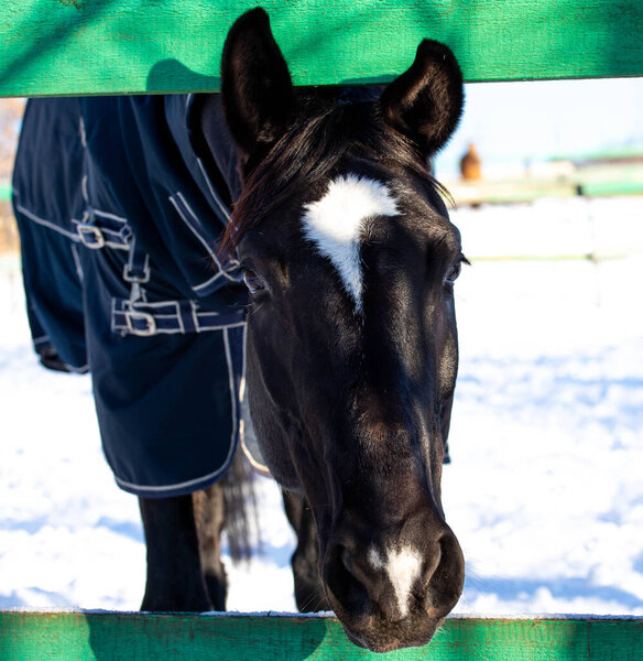 big beautiful horses in the paddock. horses close-up horses in nature stable blue sky sunny day beauty animals agriculture winter snow