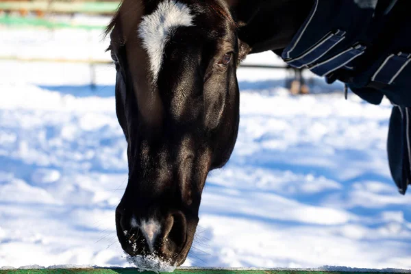 パドックの美しい馬だ 自然の中で馬のクローズアップ馬安定した青空晴れた日の美しさ動物農業冬の雪 — ストック写真