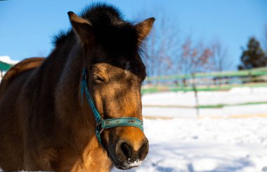 Çayırdaki büyük, güzel atlar. Atları doğaya yakın tutun. Mavi gökyüzü, güneşli gün. Güzellik hayvanları.