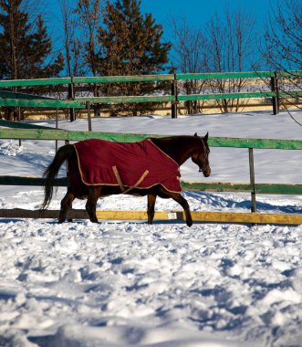 Çayırdaki büyük, güzel atlar. Atları doğaya yakın tutun. Mavi gökyüzü, güneşli gün. Güzellik hayvanları.